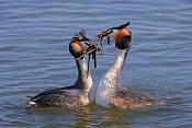 fuut (Podiceps cristatus) 3-2016 7060